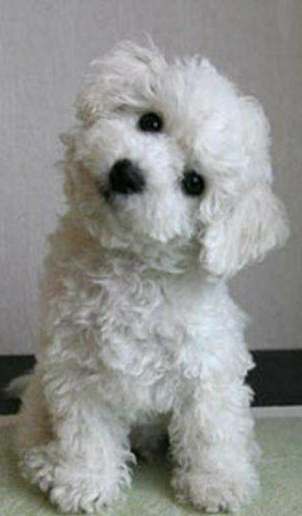 Toilettage terminé d'un chien à poil frisé