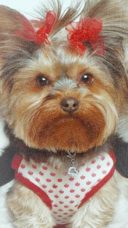 Après toilettage pour un Yorkshire