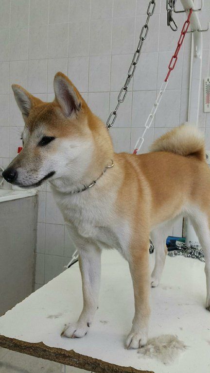 Toilettage d'un Shiba Inu terminé