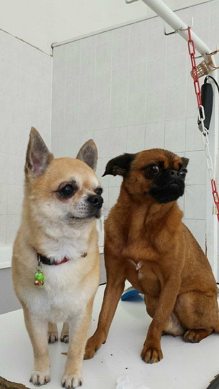 Shiba Inu et Boxer côte à côte