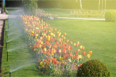 Tulpenbeet umgeben von Wiese