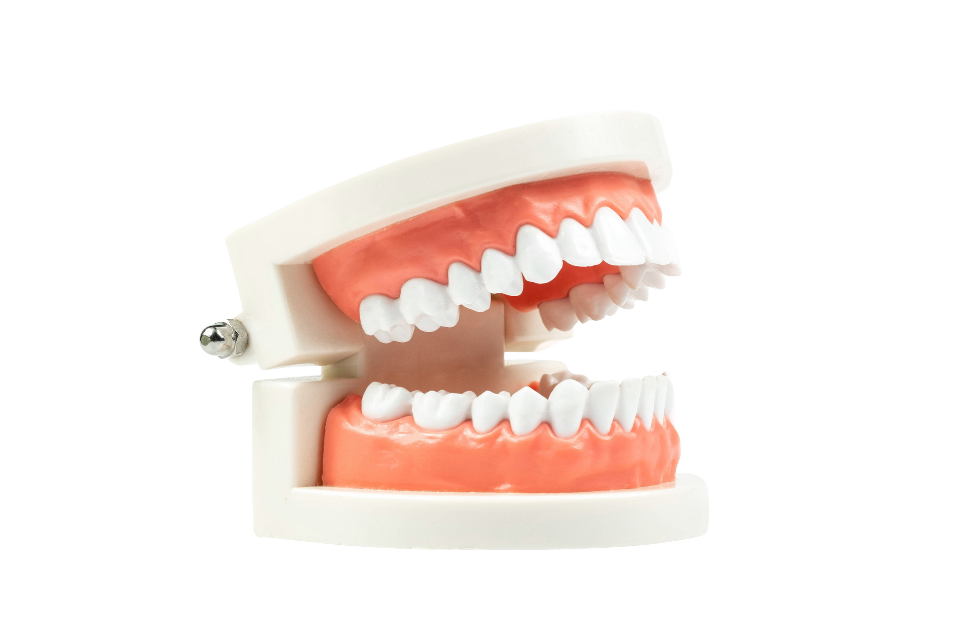 Modèle dentaire bouche ouverte montrant des dents blanches et des gencives roses, vue de profil sur fond blanc