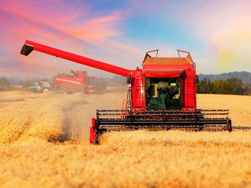 Una cosechadora roja está cosechando trigo en un campo.