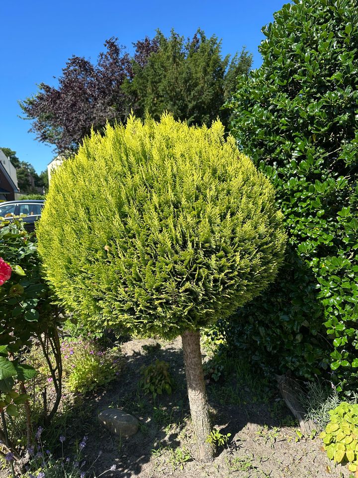 Ein Grab mit rosa Blumen und einer Laterne darauf