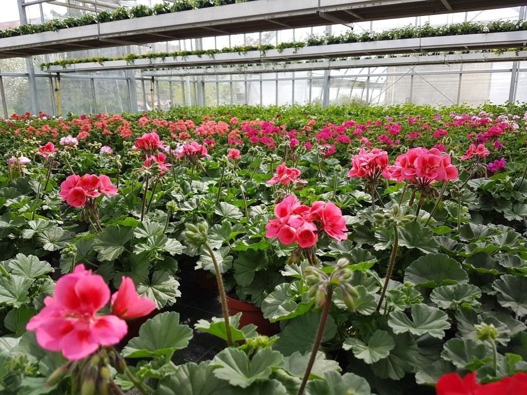 Sommerblumen der Gärtnerei Franz Böhmer