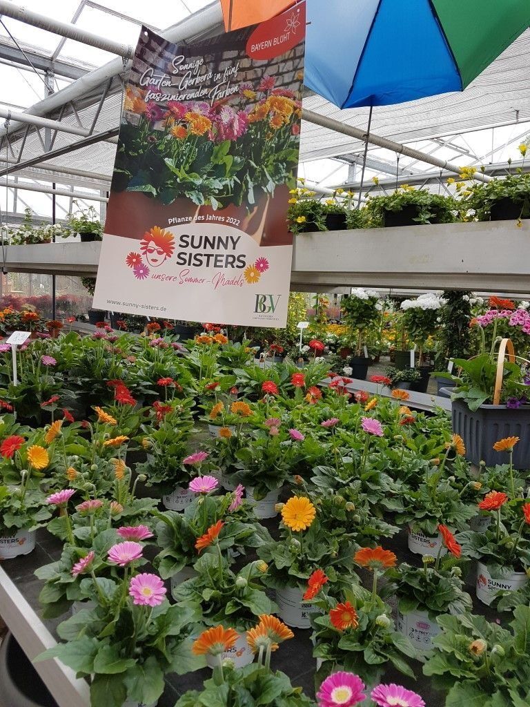 Sommerblumen der Gärtnerei Franz Böhmer