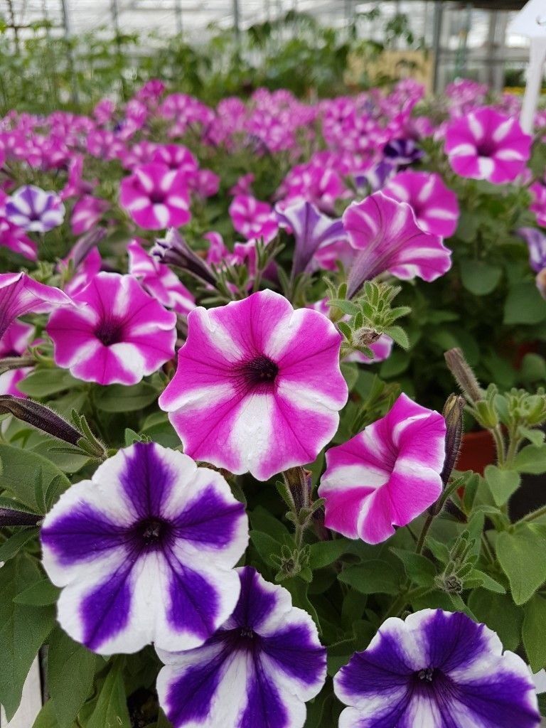 Sommerblumen der Gärtnerei Franz Böhmer