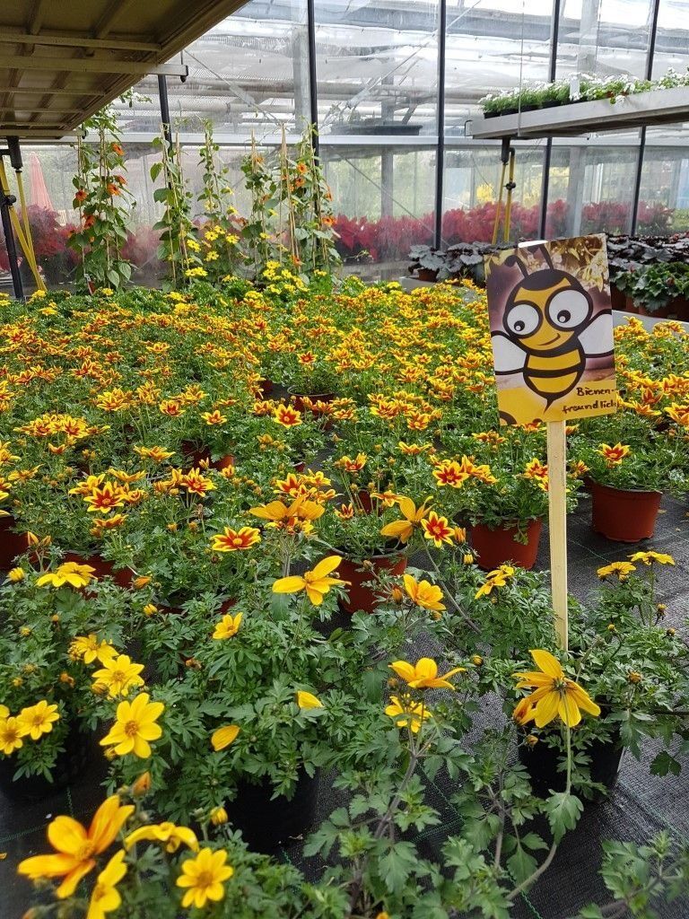 Sommerblumen der Gärtnerei Franz Böhmer