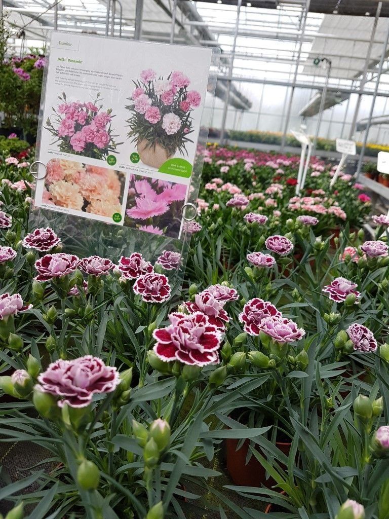 Sommerblumen der Gärtnerei Franz Böhmer