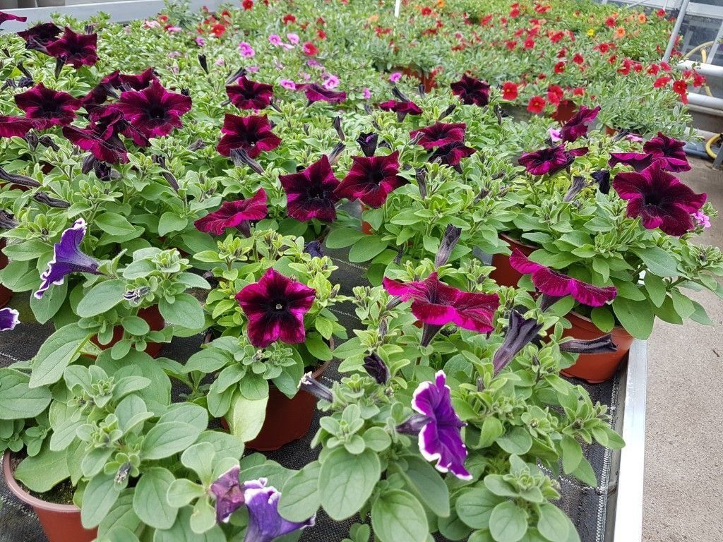 Sommerblumen der Gärtnerei Franz Böhmer