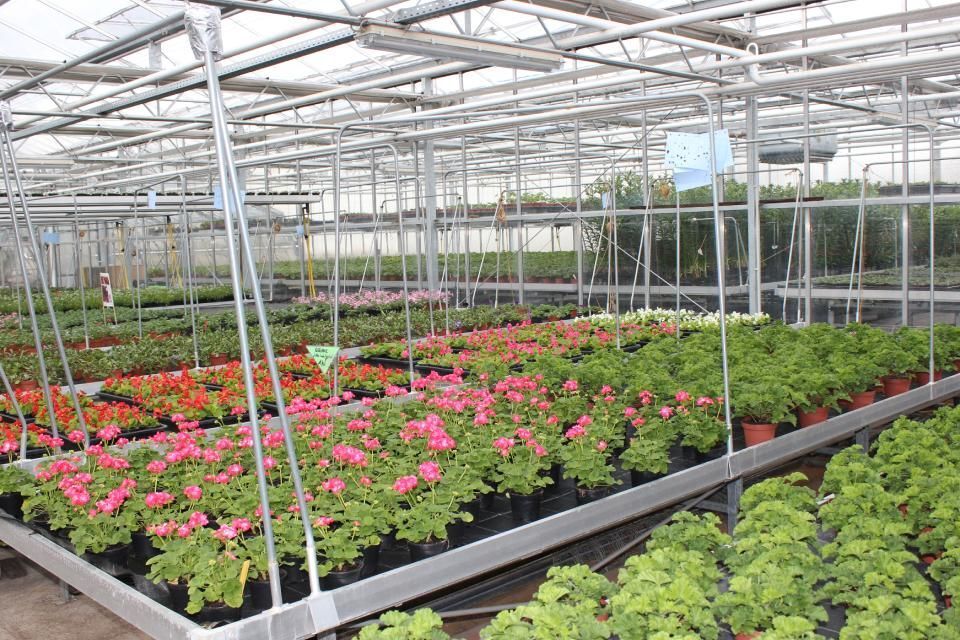 Sommerblumen von Gärtnerei Franz Böhmer
