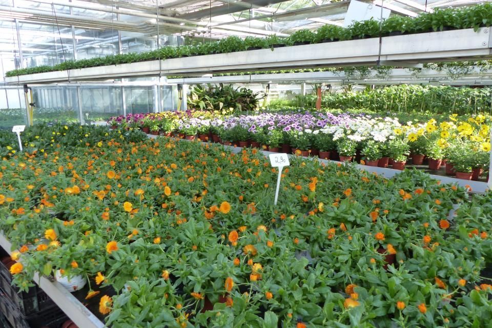 Blumen im Gewächshaus der Gärtnerei Franz Böhmer