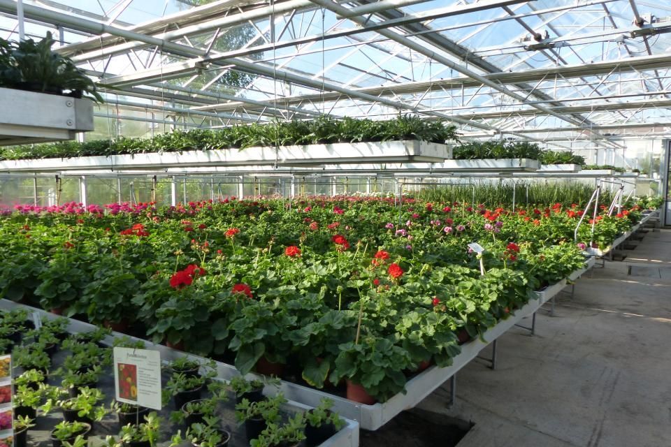 Blumen im Gewächshaus der Gärtnerei Franz Böhmer