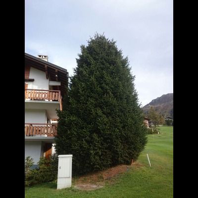 Un grand arbre devant une maison avec un balcon