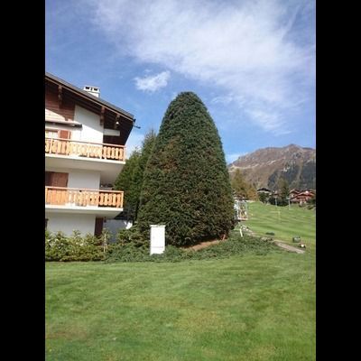 Un grand arbre devant une maison avec des montagnes en arrière-plan