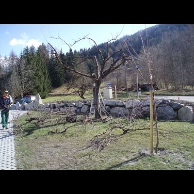Un couple de personnes marchant dans un parc avec un arbre au premier plan