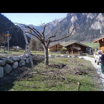 Un homme se tient debout à côté d'un arbre avec une échelle en arrière-plan.