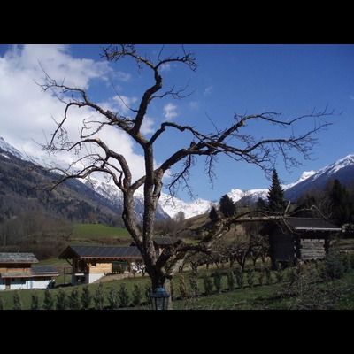 Un arbre sans feuilles dans un champ avec des montagnes en arrière-plan