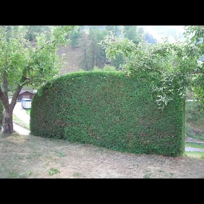 Une grande haie verte est entourée d'arbres dans une cour.