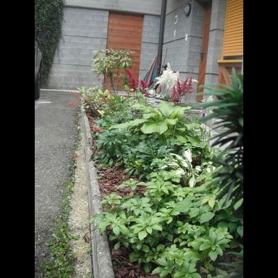 Un jardin avec beaucoup de plantes et de fleurs devant un bâtiment