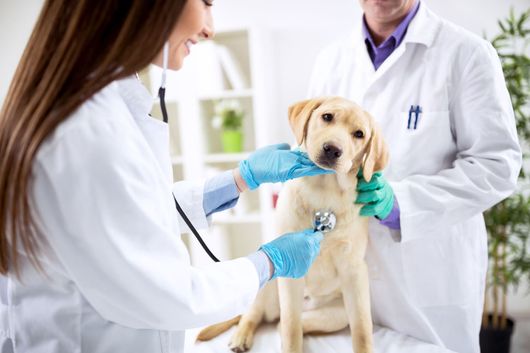 Un perro está acostado en una mesa mientras un veterinario lo examina.
