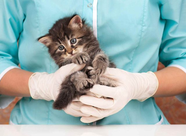 Un veterinario sostiene un pequeño gatito en sus manos.