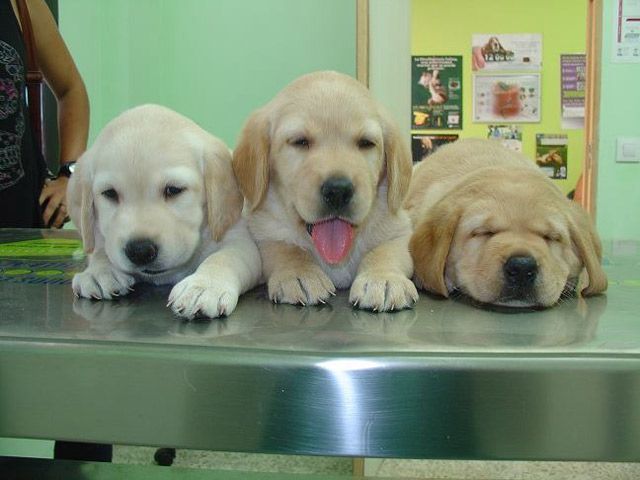 Tres cachorros están acostados sobre una mesa de acero inoxidable.