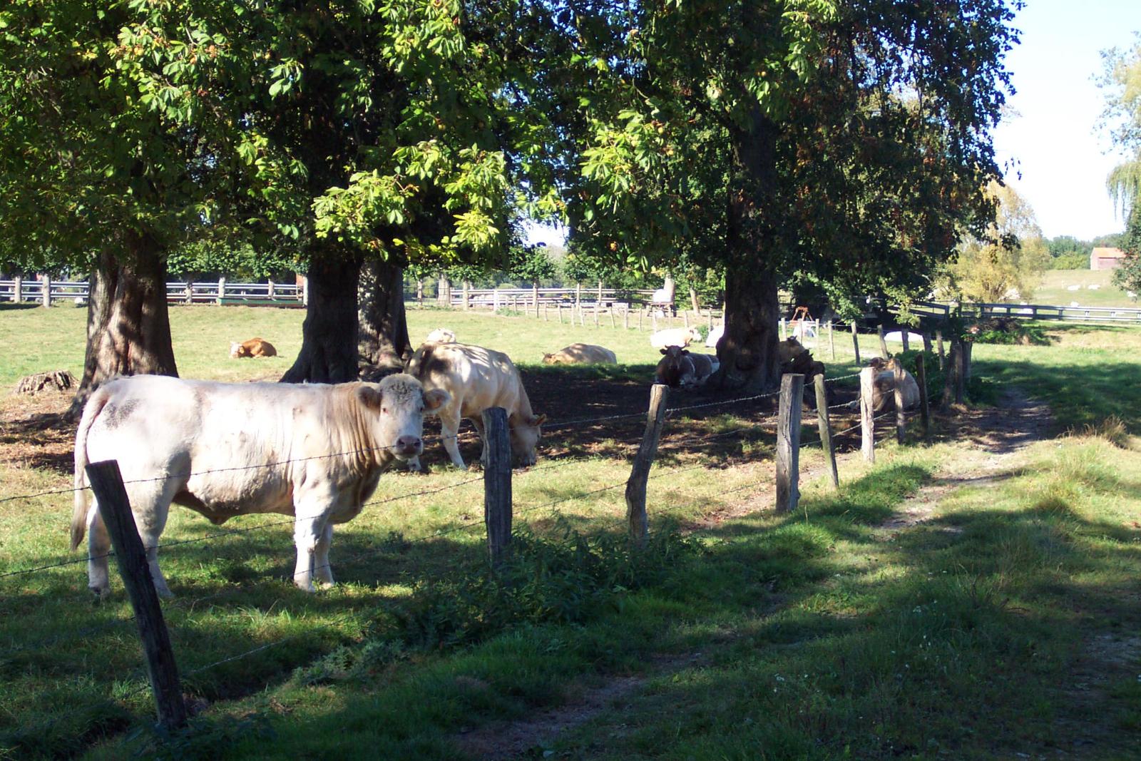 Des animaux en bonne santé