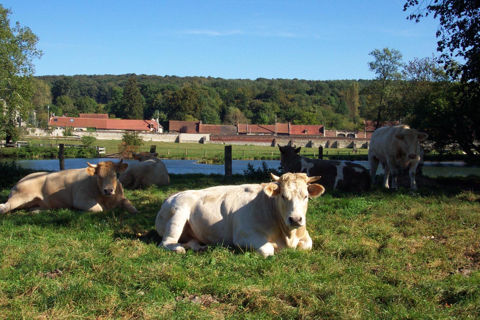 Élevage traditionnel et familial
