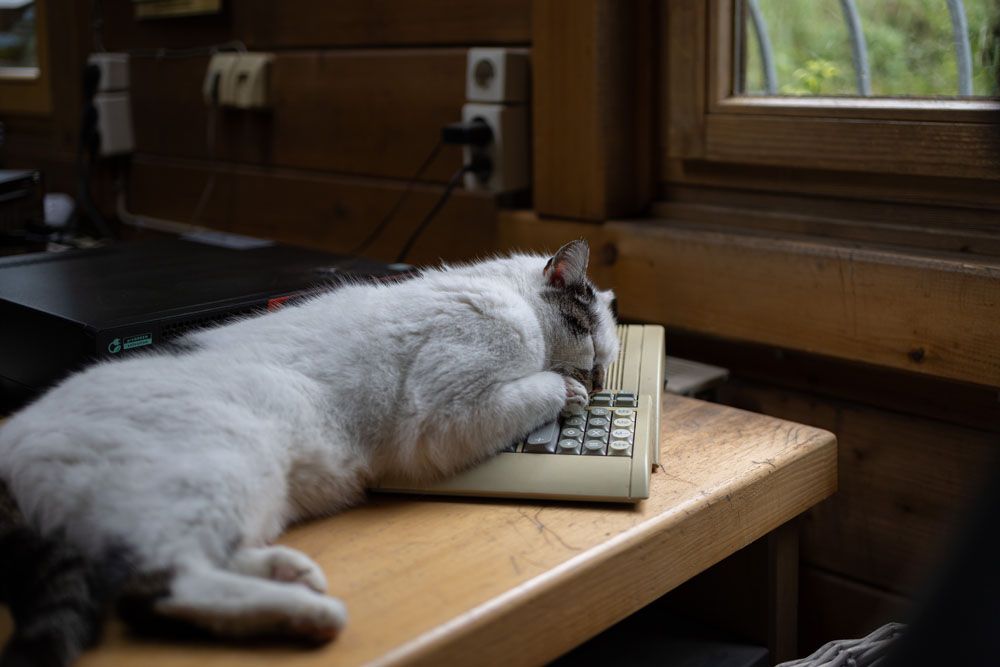 Zimmerei Ebi - Katze 