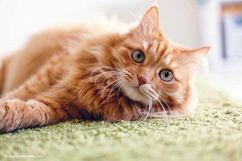 Teppichpflegedienst Marco Bonakdar - Katze