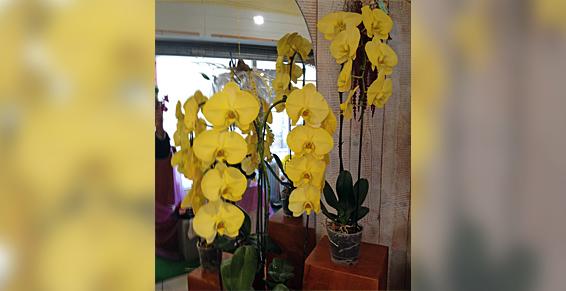 Orchidées jaunes - La Fontaine de Pétales