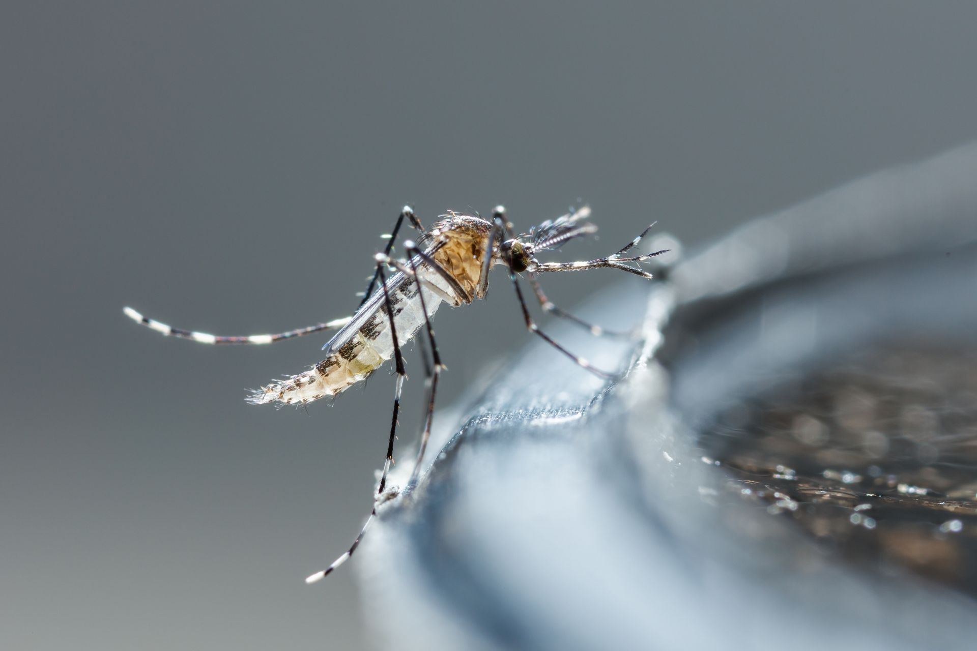 Moustique posé sur une surface métallique humide, gros plan sur fond gris flou.