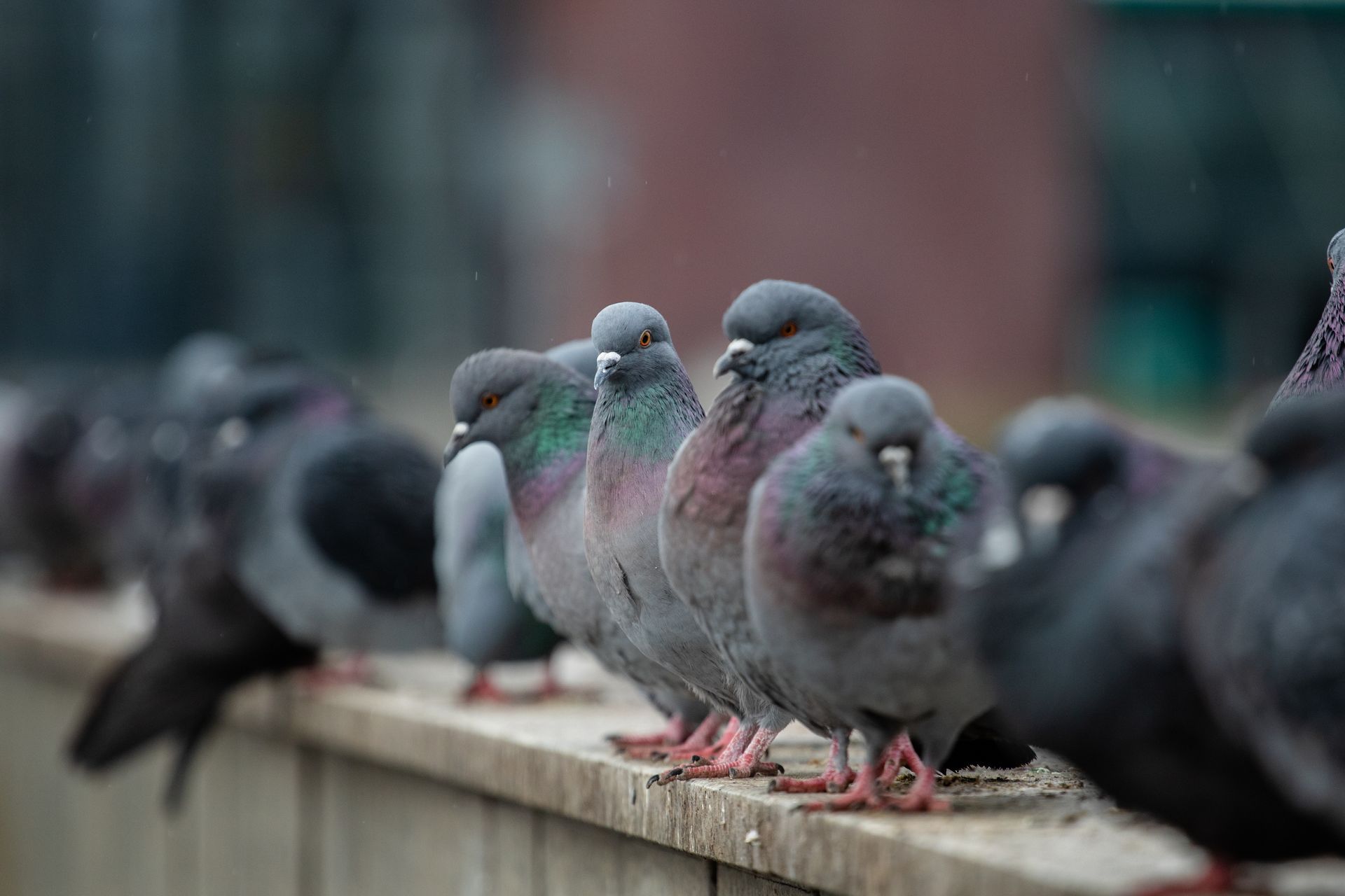 Des pigeons perchés sur un rebord, plusieurs oiseaux gris étant nets sur un fond urbain flou.