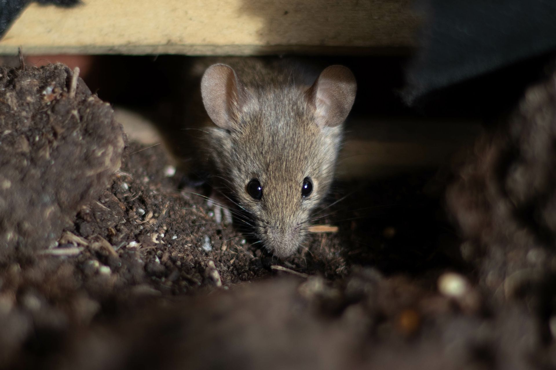 Une petite souris jette un coup d'œil hors de la terre sombre, sous une planche de bois.