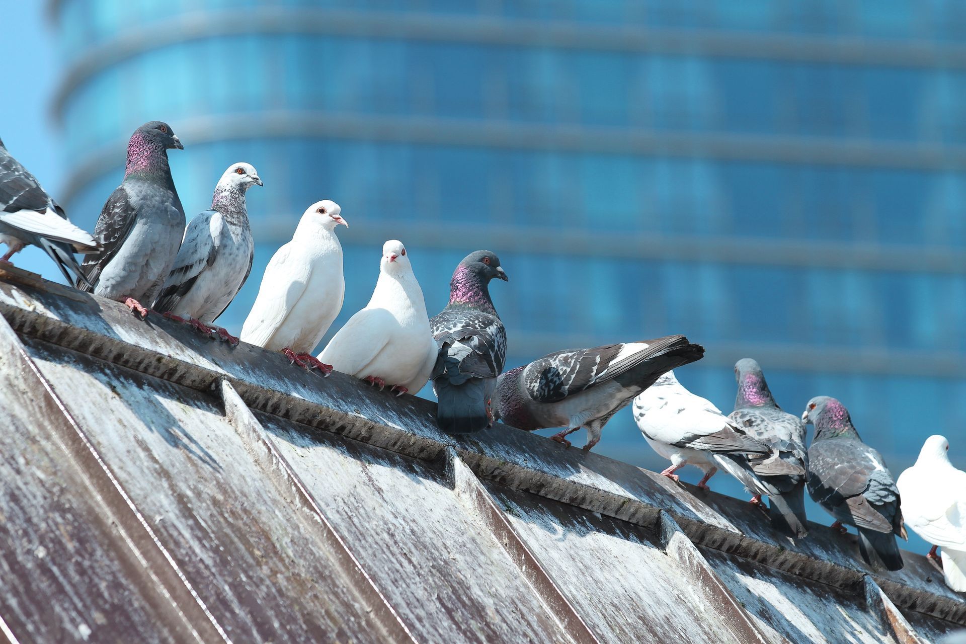 Des pigeons perchés sur un toit métallique incliné devant un bâtiment bleu.