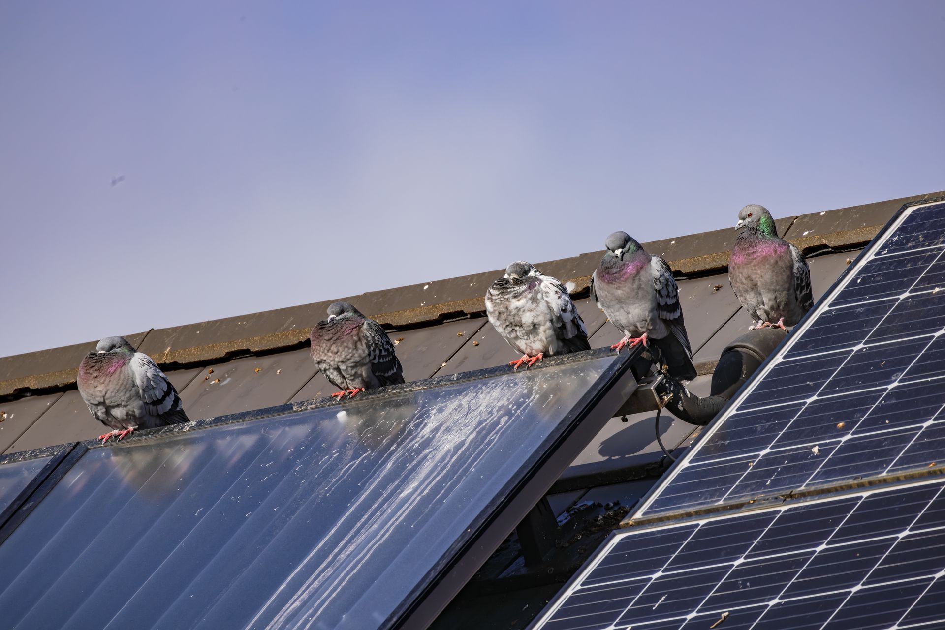 Des pigeons perchés sur des panneaux solaires sur le toit, sous un ciel dégagé.