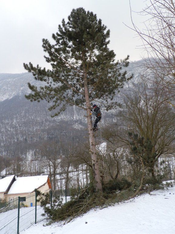 Élagage-abattage, entretien jardin