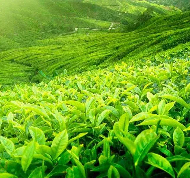 Un campo de plantas verdes que crecen en una ladera