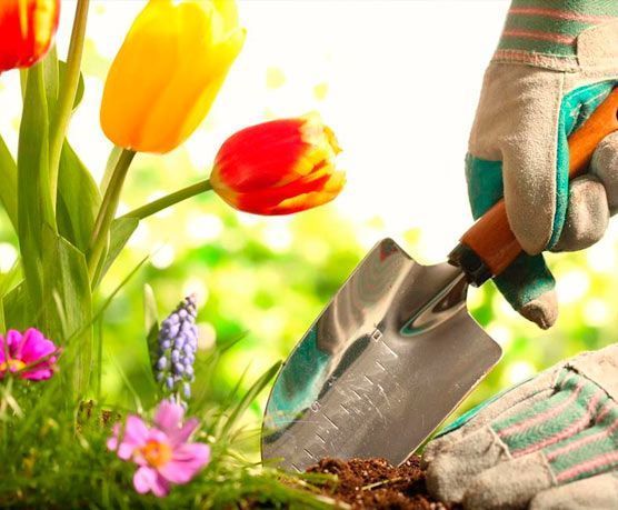 Una persona está plantando flores en un jardín con una pala.