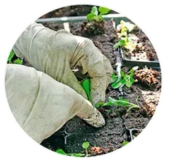 Una persona con guantes está plantando una planta en el suelo.