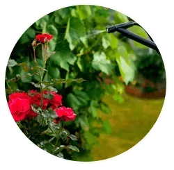 Una persona está rociando rosas con un rociador en un jardín.