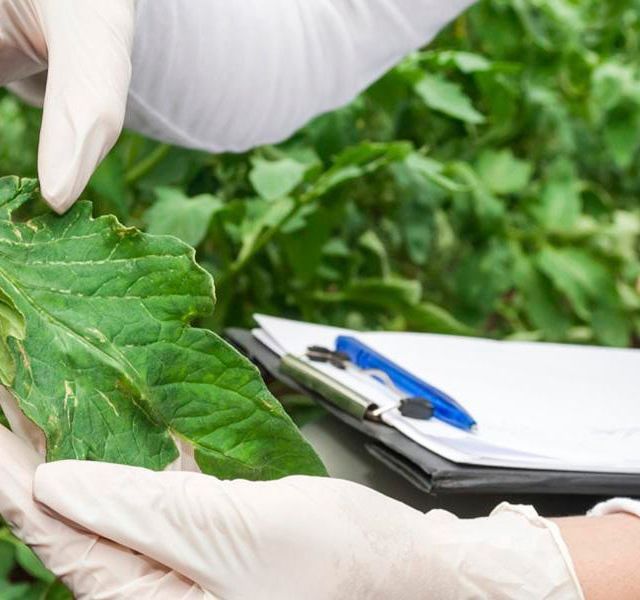 Una persona con guantes blancos sostiene una hoja verde junto a un portapapeles.
