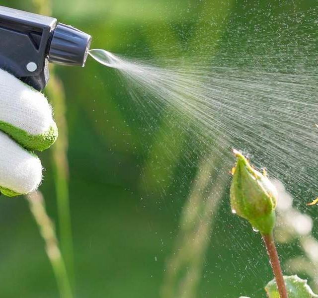 Una persona está rociando una planta con una botella rociadora.