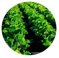 Un círculo con un montón de plantas verdes en él.