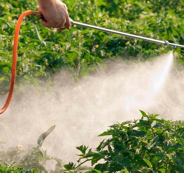 Una persona rociando plantas con un rociador en un campo