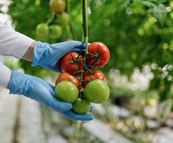 Una persona que lleva guantes azules sostiene tomates en sus manos.