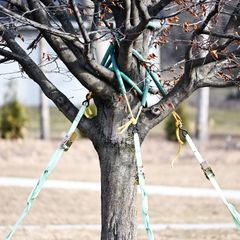 Nous réalisons l'élagage de vos arbres en toute sérénité de