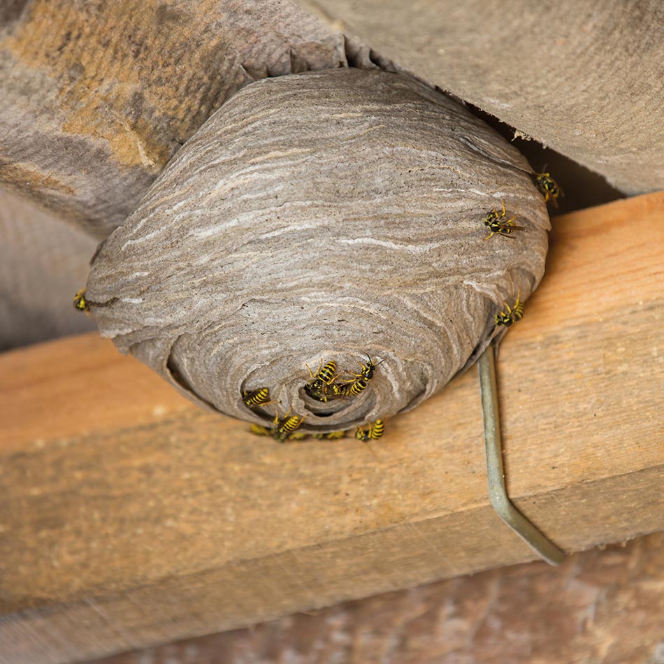 Détruire un nid d’insectes