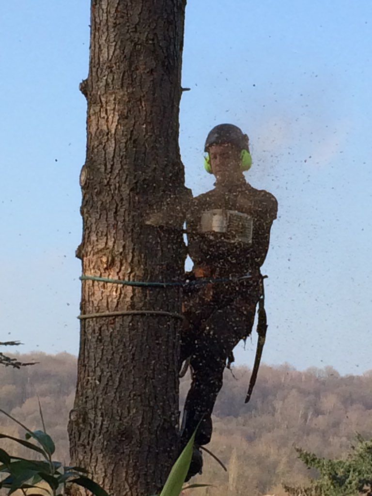 Élaguer ou abattre vos arbres